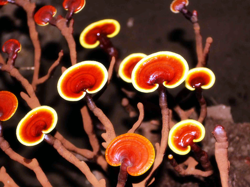 上海菇新靈芝