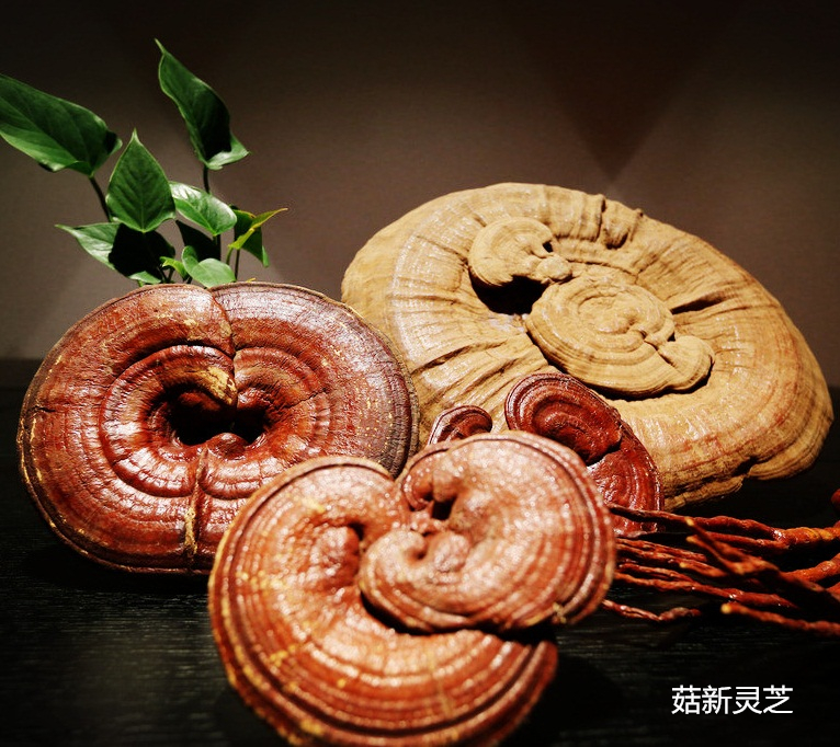 靈芝孢子粉是靈芝的種子對(duì)身體無副作用