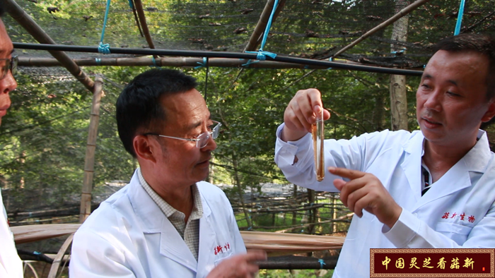 專家團對靈芝孢子粉進(jìn)行分析