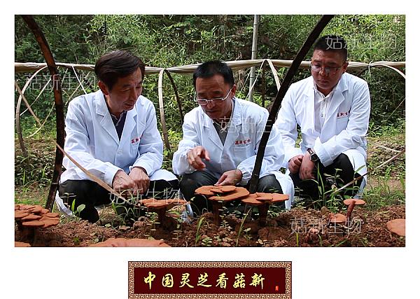 菇新專(zhuān)家團(tuán)隊(duì)