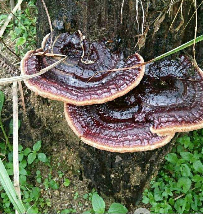靈芝富含靈芝多糖、靈芝三萜等