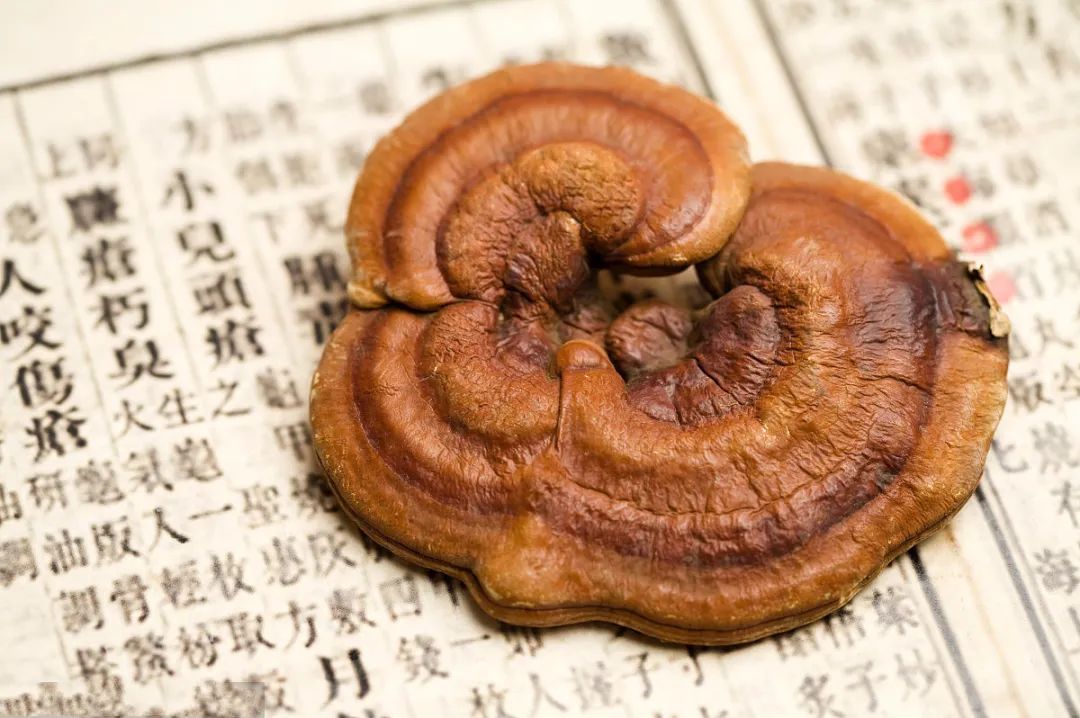 靈芝對(duì)免疫系統(tǒng)的效果