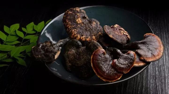 靈芝“治百病”嗎？