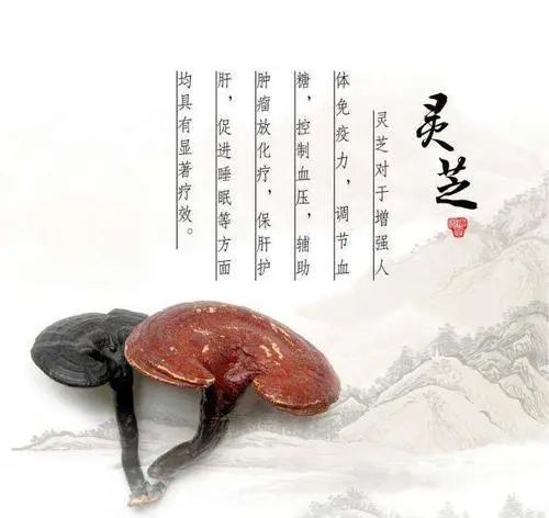 靈芝怎么吃才更好？